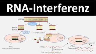 RNA-Interferenz - Mechanismus zum Abschalten von Genen - Biologie Genregulation Oberstufe