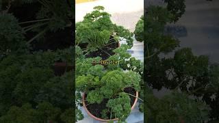 Growing Curly Parsley from Seed to Regular Harvest in pots