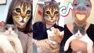 Pets hilarious reaction on TikTok filter  Funny Cat Videos 2020