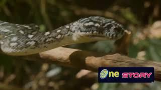 The Amazonian Anaconda Documentary englich