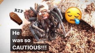 These FEMALE TARANTULAs are ALWAYS EATING my MALEs  Ugh