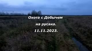 охота с Добычем на русака 11 11 23