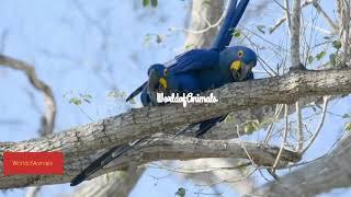 Brazilian hyacinth macaws having sex on the  tree