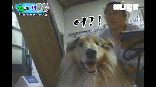 자기를 괴롭힌 개가 티비에 나온 걸 본 강아지가 한 행동ㅋㅋㅣDogs Behavior After Seeing His Friend Who Bullied Him On TV