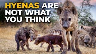 The Insane Biology of The Spotted Hyena