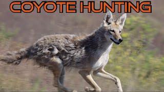 Family Coyote Hunting  Summer 2024  Episode 1