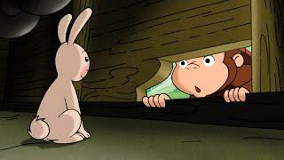 Fånga in kaninerna som har flytt  Nicke Nyfiken  Tecknad Film för Barn