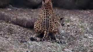 Jaguar & Leopard Mating