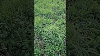 Checking out our Hay Fields