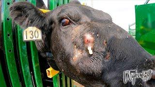 A Cows Gross Abscess Getting Popped