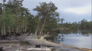 Sinkhole swallows trees whole in Louisiana swamp