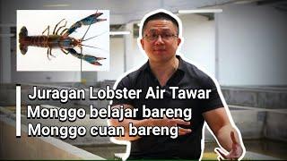 Budidaya Lobster Air Tawar Fendy Farm Pelatihan dan Membuka Mitra untuk Peternak