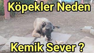 KÖPEKLER NEDEN KEMİK YER ? KÖPEKLER NEDEN KEMİK SEVER ? KÖPEKLERE KEMİK VERMENİN NE GİBİ YARARI VAR