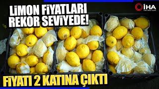 İstanbulda Limon Fiyatları Neden Arttı?