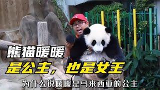 How much does giant panda Nuannuan love their dad