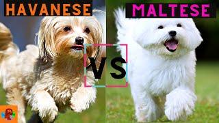 Havanese Dog vs Maltese Dog - Which one should you choose? Breed Comparison