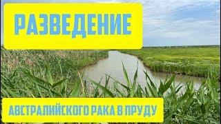 Разведение Австралийского рака в пруду.Первый опыт.Выпускаем малька.