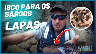 SEGREDOS DE PESCA - OVAS DA LAPA UM ISCO INCRIVEL