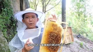 【真過癮】蜜蜂烂子，蜂量越养越少怎么办，学会这一招，子脾封盖成片很漂亮.