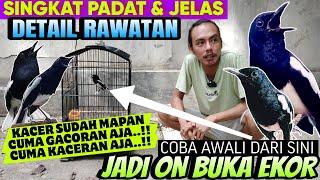 Punya Kacer Cuma WIKPLONG ⁉️ PAKAI CARA INI SAJA AGAR KACER JADI GACOR BUKA EKOR