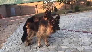 micious memo kings gsd kennels Tanzania