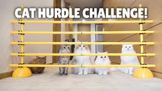 Cat Hurdle Challenge Can My Cats Make the Jump?  Kittisaurus