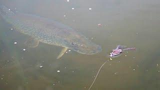 Crazy Pike Smash Top Water Frogs up Close Awesome slow-mo