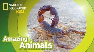 Scorpion  Amazing Animals