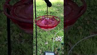 Hummingbirds at the Homestead - Tiny Mic Ruby-throated Hummingbird Feeder Cam 03292024