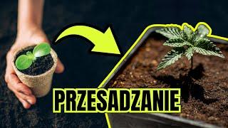 PRZESADZANIE DO MATERIAŁOWYCH DONICZEK  Uprawa ORGANICZNA  MARS HYDRO FC4800 + HESI BIO  Odc 3