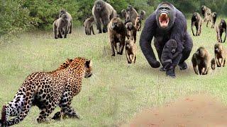 Provoke The Monkey Leader Arrogant Leopard Must Receive The Most Dire Consequences