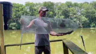 How to make a quick and easy fish basket trap to catch minnows for bait