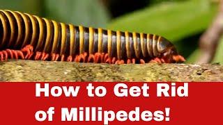 How to Get Rid of Millipedes