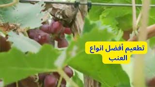 تطعيم العنب بالقلم التطعيم بالشقواستعمال الطين في التطعيمHow to graft grape trees with mud