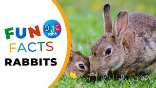 Bunny Bonanza  Hoppin into Fun Facts with Fluffy Friends 