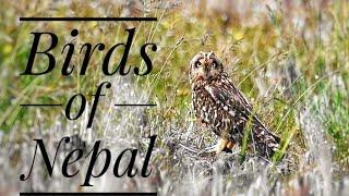 Short Eared Owl at Chitwan Birds of Nepal birds video Nepal National parks and wildlife Chitwan