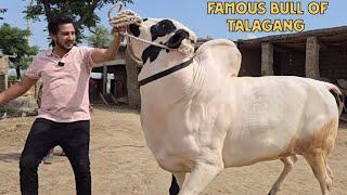 Dera Umer - Talagang - Fateh Jang Bulls - Cow Mandi 2024 -Bakra Mandi 2024 - Big Beauties