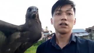 Melatih Burung Elang - CHE DM