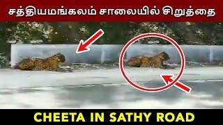 We found Cheeta in Sathy Forest Road  Sathyamangalam - Dhimbam Road