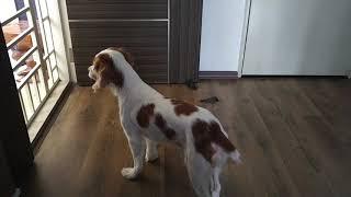 Brittany Spaniel Howling