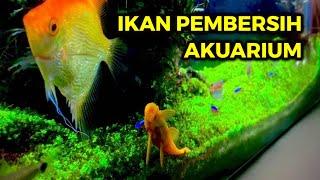 Chinese Algae Eater Ikan Pembersih Aquarium