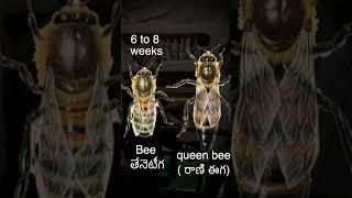 queen honey bee