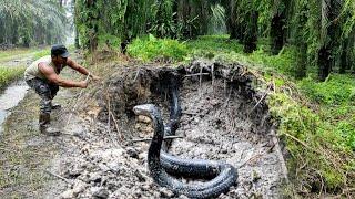 THE APPEARANCE OF THE TRANSFORMATION OF THE BLACK KING COBRA SNAKE IN KALIMANTAN  RESCUE  SNAKE