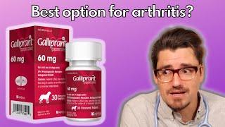Is Galliprant the Best Option for Arthritis in DOGS?