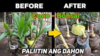 how to maintain Cocobon leaves  Paano Paliitin ang dahon ng Coconut bonsai natin