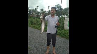 lure ഉപയോഗിച്ച് ഒരു വാള പിടുത്തം...  catching wallago attu with lure