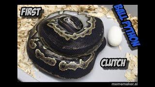 Hypo Tri Stripe x Black Head Black Pastel Ball Python Clutch