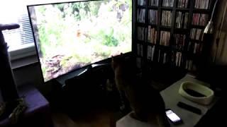 Birds in 3 screens and 5 cats watching