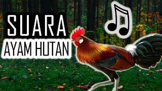 Suara Pikat MP3 untuk Menangkap Ayam Hutan