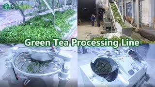 Green tea processing line tea steamer  tea fixation machine tea roller tea dryer